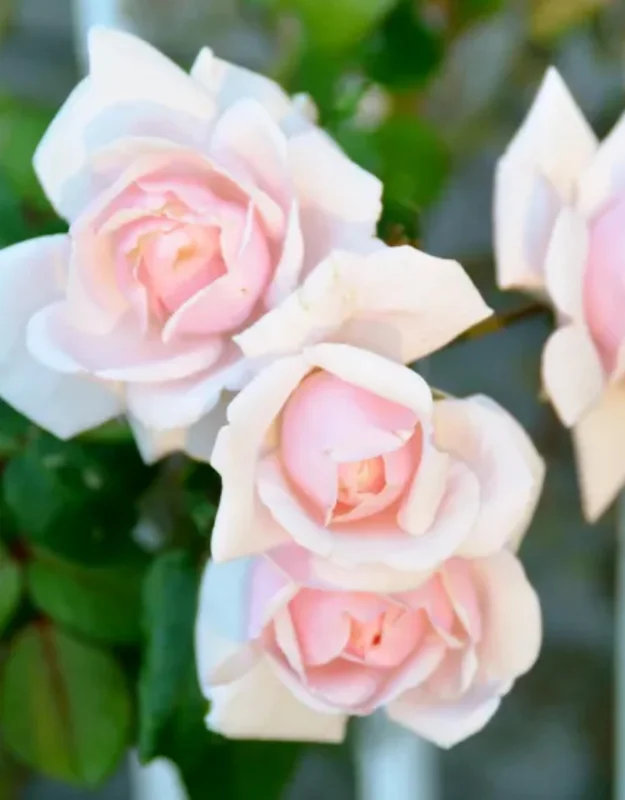 New Dawn Pink Rose Climbing Live Starter Plant, Fragrant Pink Climbing Rose for Planting Outdoor, No Pot, 1 Year Old Rose Plant, Well-Rooted Rose Plants Live Ready to Plant
