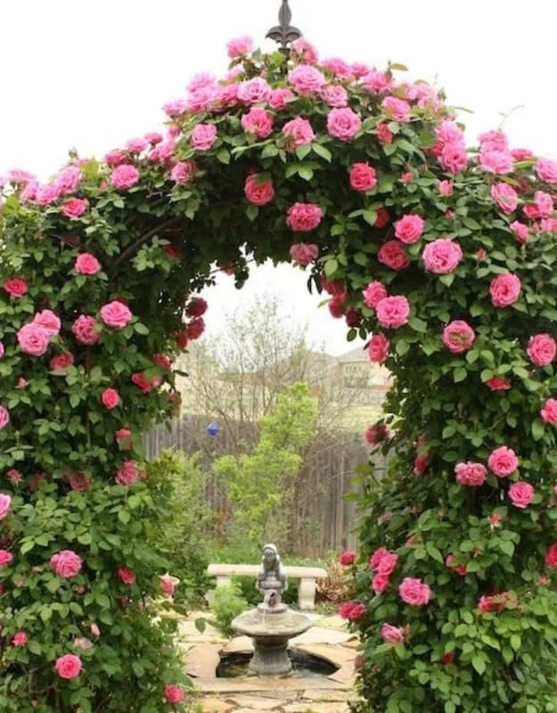 New Dawn Pink Rose Climbing Live Starter Plant, Fragrant Pink Climbing Rose for Planting Outdoor, No Pot, 1 Year Old Rose Plant, Well-Rooted Rose Plants Live Ready to Plant