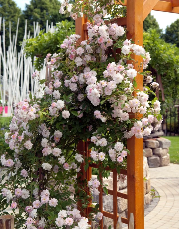 New Dawn Pink Rose Climbing Live Starter Plant, Fragrant Pink Climbing Rose for Planting Outdoor, No Pot, 1 Year Old Rose Plant, Well-Rooted Rose Plants Live Ready to Plant