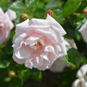 2 New Dawn Pink Rose Climbing Live Starter Plants, Fragrant Pink Climbing Rose for Planting Outdoor, No Pot, 1 Year Old Rose Plant, Well-Rooted Rose Plants Live Ready to Plant
