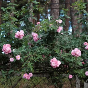 2 New Dawn Pink Rose Climbing Live Starter Plants, Fragrant Pink Climbing Rose for Planting Outdoor, No Pot, 1 Year Old Rose Plant, Well-Rooted Rose Plants Live Ready to Plant