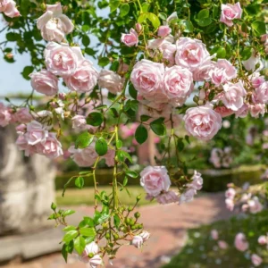2 New Dawn Pink Rose Climbing Live Starter Plants, Fragrant Pink Climbing Rose for Planting Outdoor, No Pot, 1 Year Old Rose Plant, Well-Rooted Rose Plants Live Ready to Plant