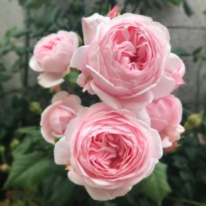 2 New Dawn Pink Rose Climbing Live Starter Plants, Fragrant Pink Climbing Rose for Planting Outdoor, No Pot, 1 Year Old Rose Plant, Well-Rooted Rose Plants Live Ready to Plant