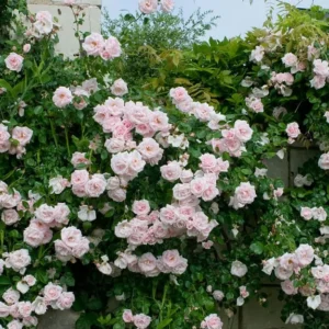 2 New Dawn Pink Rose Climbing Live Starter Plants, Fragrant Pink Climbing Rose for Planting Outdoor, No Pot, 1 Year Old Rose Plant, Well-Rooted Rose Plants Live Ready to Plant