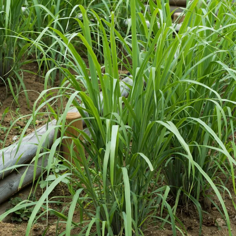 Set 10" Tall, 2 Lemon Grass Live Plants in 4" Pot, Lemongrass Plants for Outside, Lemongrass Plants Live, Lemon Grass Plants Potted, Lemongrass for Planting, Indoor Outdoor Herb