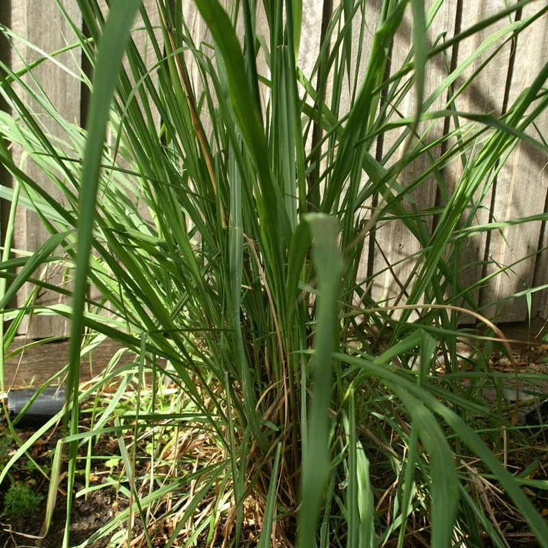 Set 10" Tall, 2 Lemon Grass Live Plants in 4" Pot, Lemongrass Plants for Outside, Lemongrass Plants Live, Lemon Grass Plants Potted, Lemongrass for Planting, Indoor Outdoor Herb