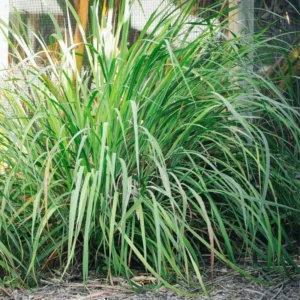 Pack 10 Big Lemon Grass Live Plants, Lemongrass Plants for Outside, Lemongrass Plants Live, Lemon Grass Plants, Lemon Grass Plants, Lemongrass for Planting, Indoor Outdoor Herb Rooted Stalks