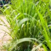 Pack 10 Big Lemon Grass Live Plants, Lemongrass Plants for Outside, Lemongrass Plants Live, Lemon Grass Plants, Lemon Grass Plants, Lemongrass for Planting, Indoor Outdoor Herb Rooted Stalks