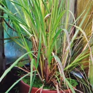 Pack 10 Big Lemon Grass Live Plants, Lemongrass Plants for Outside, Lemongrass Plants Live, Lemon Grass Plants, Lemon Grass Plants, Lemongrass for Planting, Indoor Outdoor Herb Rooted Stalks