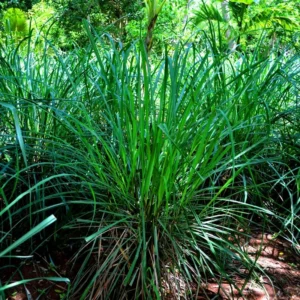 Pack 10 Big Lemon Grass Live Plants, Lemongrass Plants for Outside, Lemongrass Plants Live, Lemon Grass Plants, Lemon Grass Plants, Lemongrass for Planting, Indoor Outdoor Herb Rooted Stalks