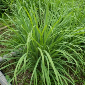Pack 10 Big Lemon Grass Live Plants, Lemongrass Plants for Outside, Lemongrass Plants Live, Lemon Grass Plants, Lemon Grass Plants, Lemongrass for Planting, Indoor Outdoor Herb Rooted Stalks