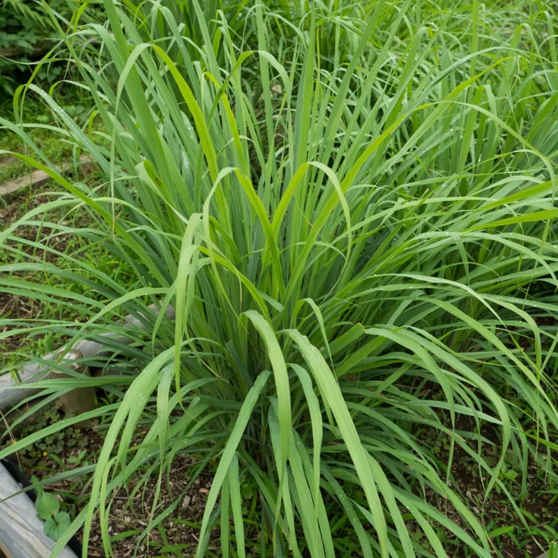 Pack 10 Big Lemon Grass Live Plants, Lemongrass Plants for Outside, Lemongrass Plants Live, Lemon Grass Plants, Lemon Grass Plants, Lemongrass for Planting, Indoor Outdoor Herb Rooted Stalks
