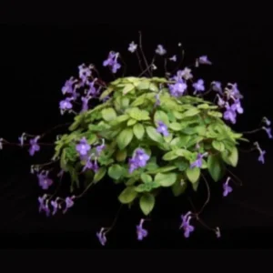 Live Streptocarpella Concord Blue for Trailing, Cape Primrose Plant African Violet Plants for Planting in 2.5