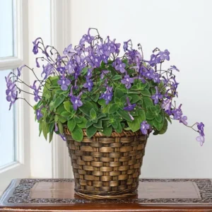Live Streptocarpella Concord Blue for Trailing, Cape Primrose Plant African Violet Plants for Planting in 2.5