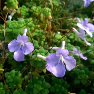 Live Streptocarpella Concord Blue for Trailing, Cape Primrose Plant African Violet Plants for Planting in 2.5