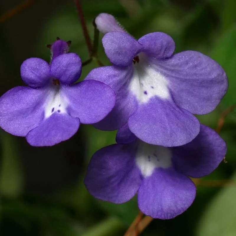 Live Streptocarpella Concord Blue Trailing Vine Plants, Cape Primrose Plant African Violet Plants for Planting in 2.5 Inc Pot