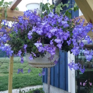 Live Streptocarpella Concord Blue Trailing, Blue Flower Cape Primrose Plant African Violet Plants for Planting in 4 Inc Pot