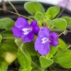 Live Streptocarpella Concord Blue Trailing, Blue Flower Cape Primrose Plant African Violet Plants for Planting in 4 Inc Pot