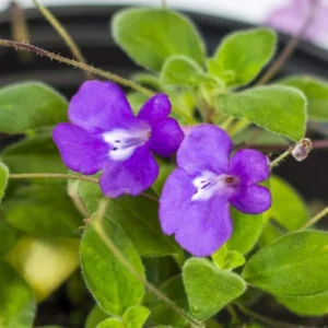 Live Streptocarpella Concord Blue Trailing, Blue Flower Cape Primrose Plant African Violet Plants for Planting in 4 Inc Pot