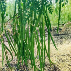 Set 4 Moringa Trees, Moringa Live Plants, 6-8 Inc Moringa Plants Live, Drumstick Tree, Horseradish Tree, Herb Moringa Plants for Planting, No Pot