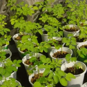 Set 2 Moringa Trees Live Plants, No Pot, 6 to 8 Inc Tall Moringa Plants Live, Drumstick Tree, Horseradish Tree, Herb Moringa Plants to Plant