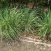 2 Lemon Grass Plants Live, Lemongrass Plants for Outside Planting, Fragant Herb Lemongrass Planting, 10 Inc Tall in 4 Inc Pot