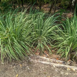 2 Lemon Grass Plants Live, Lemongrass Plants for Outside Planting, Fragant Herb Lemongrass Planting, 10 Inc Tall in 4 Inc Pot