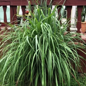 2 Lemon Grass Plants Live, Lemongrass Plants for Outside Planting, Fragant Herb Lemongrass Planting, 10 Inc Tall in 4 Inc Pot