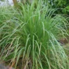 Pack 4 Lemon Grass Plants Live, Lemongrass Plants for Outside Planting, Fragant Herb Lemongrass Planting, 10 Inc Tall in 4 Inc Pot