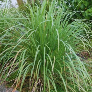 Pack 4 Lemon Grass Plants Live, Lemongrass Plants for Outside Planting, Fragant Herb Lemongrass Planting, 10 Inc Tall in 4 Inc Pot