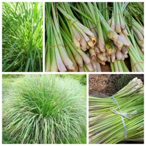 Pack 4 Lemon Grass Plants Live, Lemongrass Plants for Outside Planting, Fragant Herb Lemongrass Planting, 10 Inc Tall in 4 Inc Pot