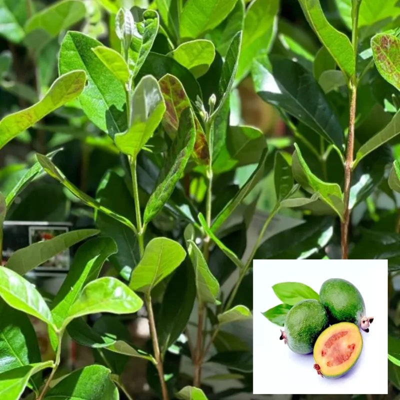 Guava Tree, Pineapple Guava Tree Live Plant, 4"-8" in Tall, Guava Tree Plant Live, Fragant Guava for Gardening