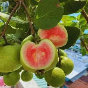 Guava Tree Live Plant, 4-8