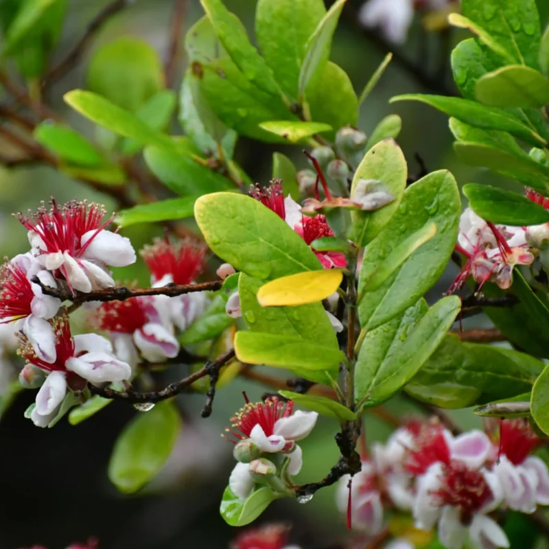 Guava Tree, Pineapple Guava Tree Live Plant, 4"-8" in Tall, Guava Tree Plant Live, Fragant Guava for Gardening