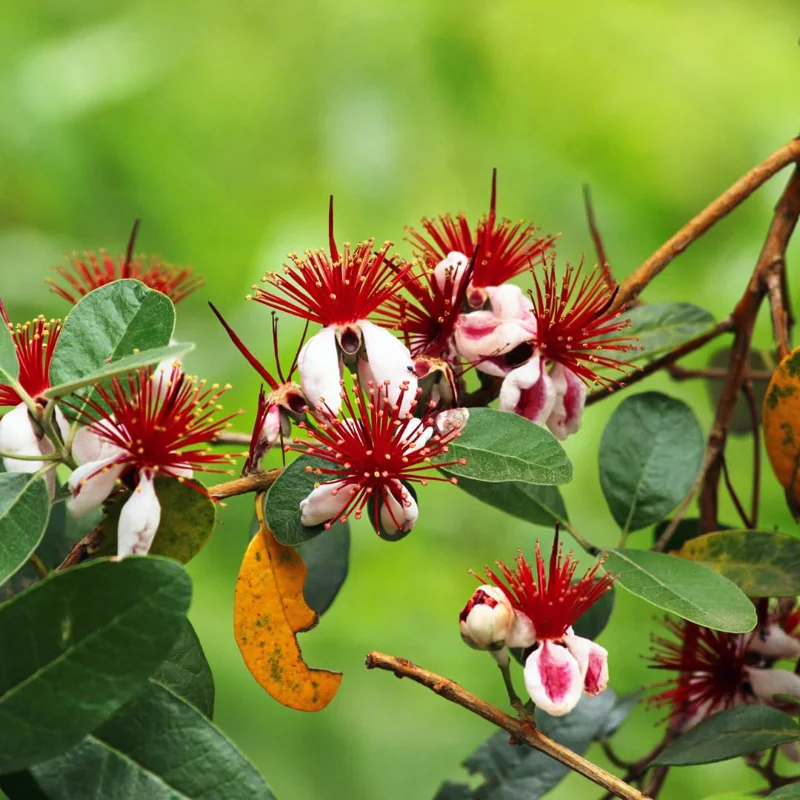 Guava Tree, Pineapple Guava Tree Live Plant, 4"-8" in Tall, Guava Tree Plant Live, Fragant Guava for Gardening