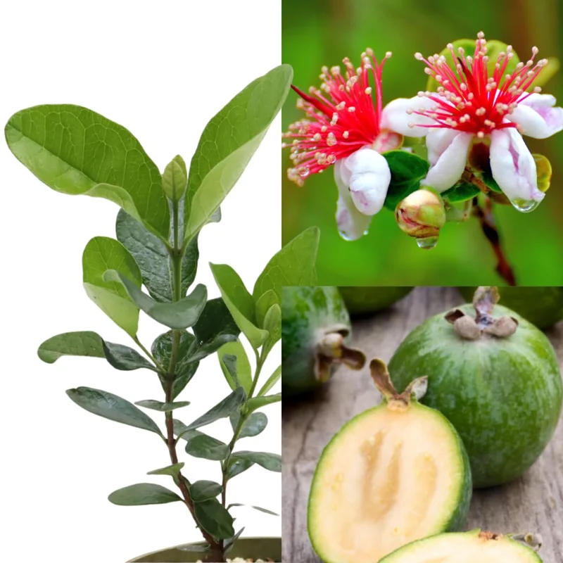 Guava Tree, Pineapple Guava Tree Live Plant, 4"-8" in Tall, Guava Tree Plant Live, Fragant Guava for Gardening
