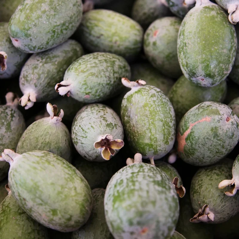 Guava Tree, Pineapple Guava Tree Live Plant, 4"-8" in Tall, Guava Tree Plant Live, Fragant Guava for Gardening