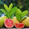 Guava Tree, Pink Guava Tree Live Plant, 4"-10" in Tall, Guava Tree Plant Live in Pot, Guava for Gardening