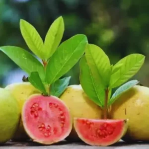 Guava Tree, Pink Guava Tree Live Plant, 4"-10" in Tall, Guava Tree Plant Live in Pot, Guava for Gardening