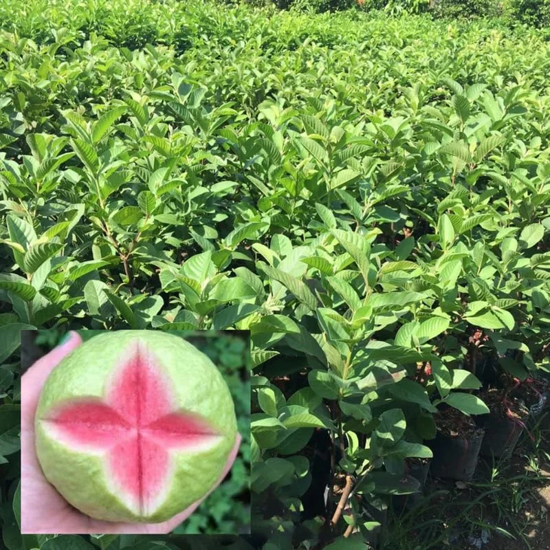 Set 2 Pink Guava Trees Live Plants, 4-8" In Tall In Pot, Live Guava Trees Plant, Guava Trees Plant Live, Guava For Growing