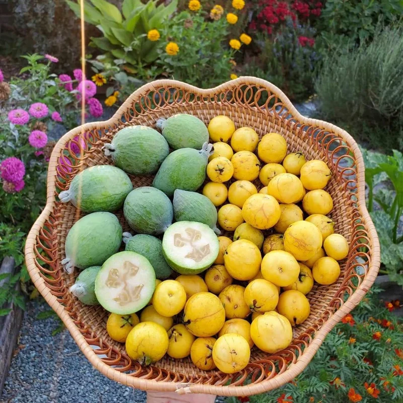 Guava Tree, Pineapple Guava Tree Live Plant, 4"-8" in Tall, Guava Tree Plant Live, Fragant Guava for Gardening