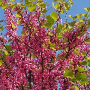 12 Eastern Redbud Trees Live Plants Seedlings in Quart Pot, 6 to 12 Inches Tall, Red Bud Tree Plants Live, Purple Lavender Redbud Blooms Color