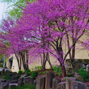 12 Eastern Redbud Trees Live Plants Seedlings in Quart Pot, 6 to 12 Inches Tall, Red Bud Tree Plants Live, Purple Lavender Redbud Blooms Color