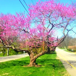Set 20 Eastern Redbud Trees Live Plants In Quart Pot, 6 to 12 Inch Tall, Red Bud Tree Plants Live, Purple Lavender Redbud Blooms Color