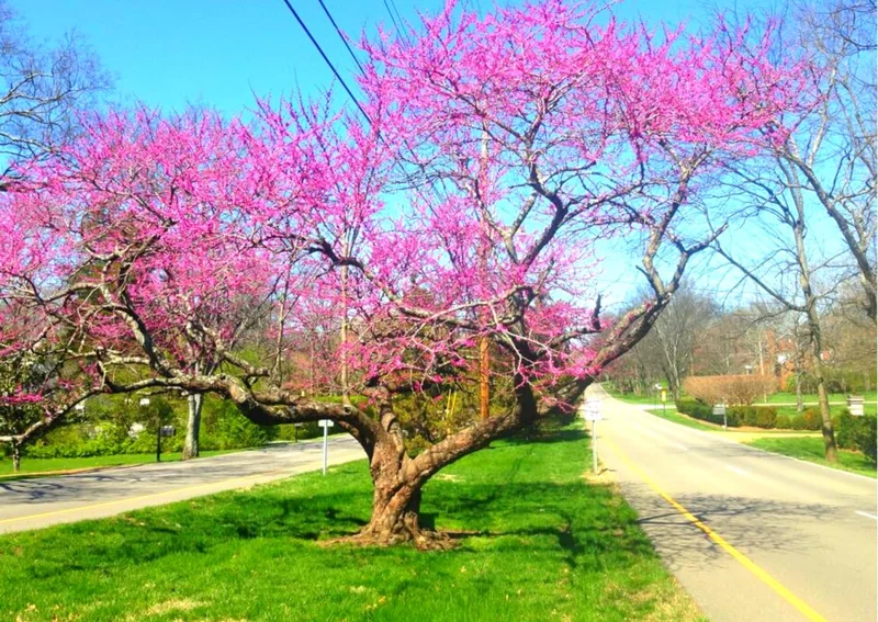 Set 20 Eastern Redbud Trees Live Plants In Quart Pot, 6 to 12 Inch Tall, Red Bud Tree Plants Live, Purple Lavender Redbud Blooms Color