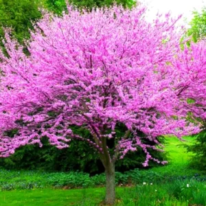 12 Eastern Redbud Trees Live Plants Seedlings in Quart Pot, 6 to 12 Inches Tall, Red Bud Tree Plants Live, Purple Lavender Redbud Blooms Color