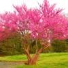 Eastern Redbud Trees Live Plants, 6" to 1 Feet Tall in Quart Pot, Red Bud Tree Plants Live, Purple Lavender Redbud Blooms Color