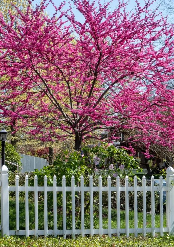 14 Eastern Redbud Trees for Planting, Redbud Trees Live Plant in Quart Pot, 6 to 15 Inc Tall, Red Bud Trees Live Plants