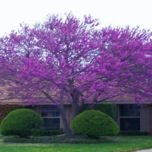 14 Eastern Redbud Trees for Planting, Redbud Trees Live Plant in Quart Pot, 6 to 15 Inc Tall, Red Bud Trees Live Plants