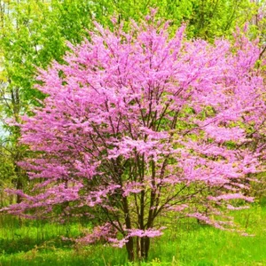 14 Eastern Redbud Trees for Planting, Redbud Trees Live Plant in Quart Pot, 6 to 15 Inc Tall, Red Bud Trees Live Plants